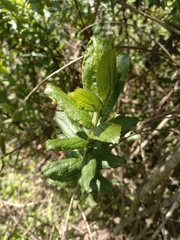 Baccharis racemosa