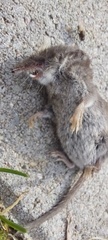 Crocidura suaveolens