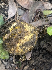 Pisolithus arhizus