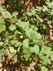 Rhus trilobata