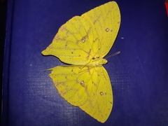 Phoebis neocypris virgo