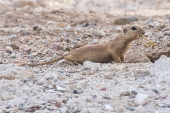 Xerospermophilus tereticaudus