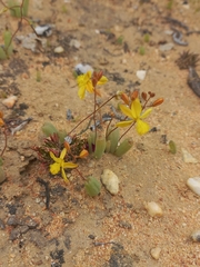 Bulbine