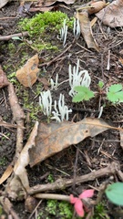 Clavaria