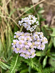 Achillea millefolium
