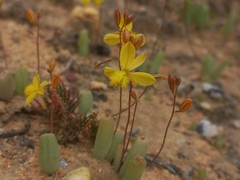 Bulbine