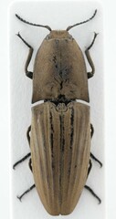 Chalcolepidius silbermanni