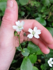 Claytonia
