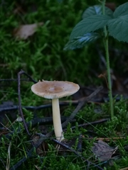 Amanita fulva
