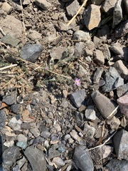 Spergula