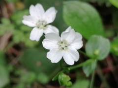 Claytonia