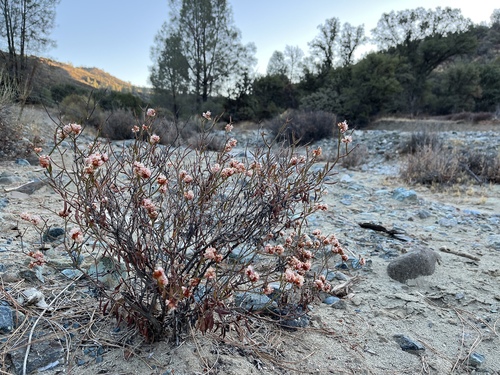 Eriogonum heermannii var. occidentale