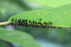 Dolichoderus thoracicus