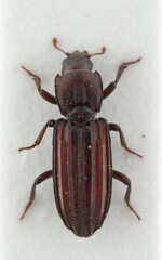 Bothrideridae