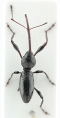 Sicoderus