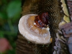 Fomitopsis pinicola