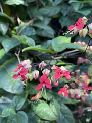 Clerodendrum