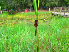 Tauriphila australis