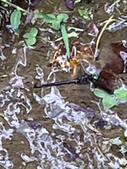 Somatochlora tenebrosa