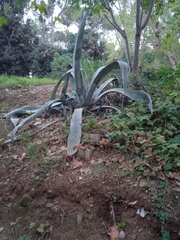 Agave americana