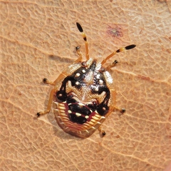 Anischys luteovarius