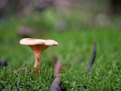 Hygrophoropsis aurantiaca