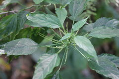 Malvaviscus penduliflorus