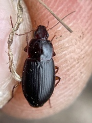 Calathus ruficollis