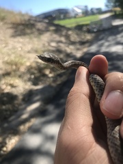 Coluber constrictor mormon