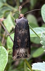 Agrotis ipsilon