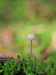 Mycena galopus