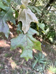 Quercus lyrata