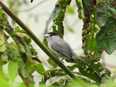 Pachyramphus rufus