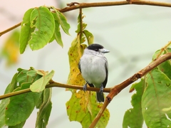 Pachyramphus rufus