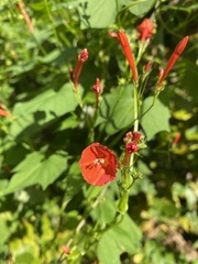 Ipomoea hederifolia