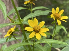 Bidens aristosa