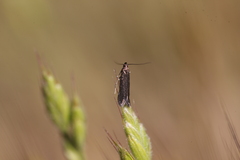 Aproaerema anthyllidella