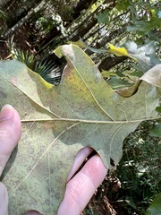 Quercus lyrata