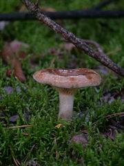 Lactarius quietus