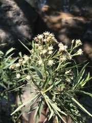 Baccharis salicifolia