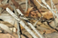 Austrolestes annulosus