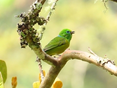 Chlorophonia cyanea