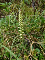Spiranthes