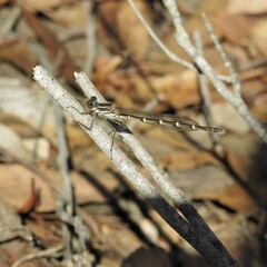 Austrolestes annulosus