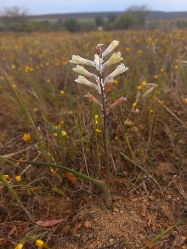 Lachenalia schlechteri