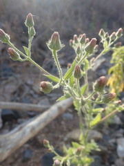 Pseudoconyza viscosa