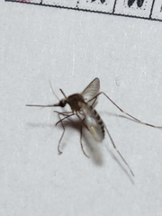 Aedes