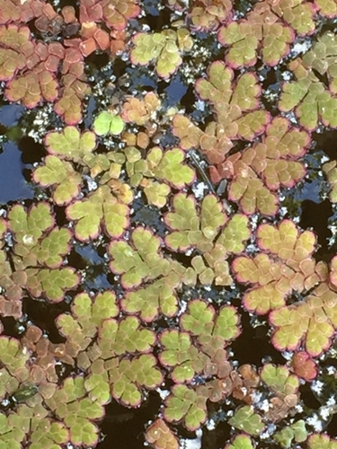 Azolla image