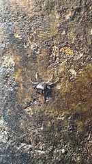 Aratus pisonii