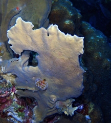 Millepora complanata